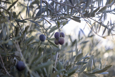 Mersin Büyükşehir’in fidanları üreticinin umudu oldu