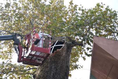 Bursa'da asırlık çınara koruma